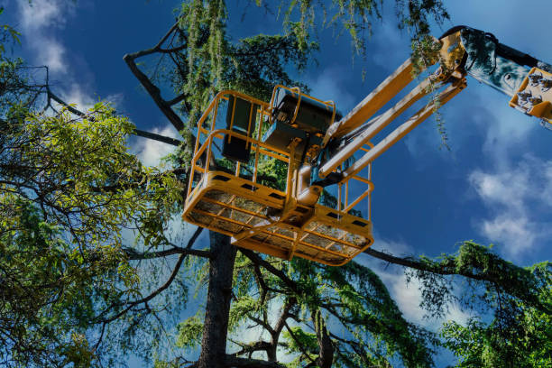 Best Palm Tree Trimming  in Nowthen, MN